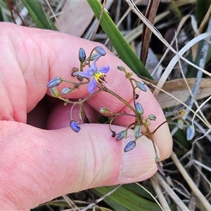 Dianella revoluta var. revoluta at Hawker, ACT - 20 Oct 2024