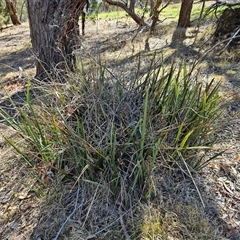 Dianella revoluta var. revoluta at Hawker, ACT - 20 Oct 2024