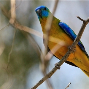 Neophema pulchella at Chiltern Valley, VIC - suppressed