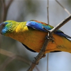 Neophema pulchella at Chiltern Valley, VIC - suppressed