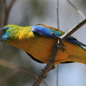 Neophema pulchella at Chiltern Valley, VIC - suppressed