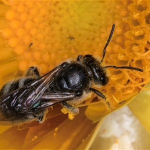 Lasioglossum (Chilalictus) lanarium at Acton, ACT - 16 Oct 2024 10:23 AM