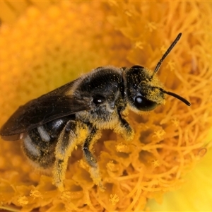 Lasioglossum (Chilalictus) lanarium at Acton, ACT - 16 Oct 2024 10:23 AM