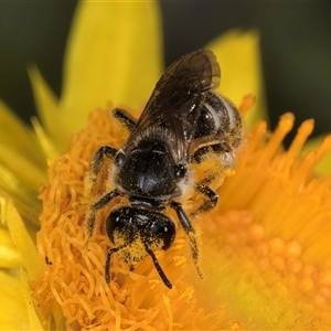 Lasioglossum (Chilalictus) lanarium at Acton, ACT - 16 Oct 2024 10:23 AM