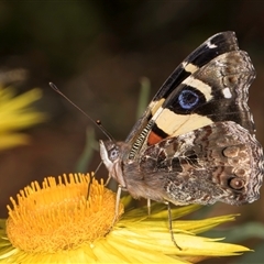 Vanessa itea (Yellow Admiral) at Acton, ACT - 15 Oct 2024 by kasiaaus