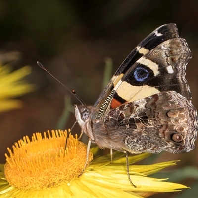 Vanessa itea (Yellow Admiral) at Acton, ACT - 15 Oct 2024 by kasiaaus