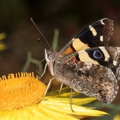 Vanessa itea at Acton, ACT - 16 Oct 2024 10:24 AM