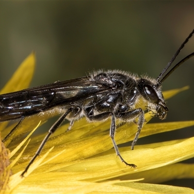 Thynninae (subfamily) (Smooth flower wasp) at Acton, ACT - 15 Oct 2024 by kasiaaus