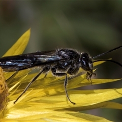 Thynninae (subfamily) at Acton, ACT - 16 Oct 2024