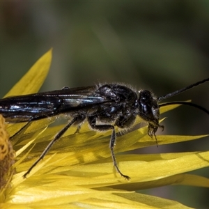 Thynninae (subfamily) at Acton, ACT - 16 Oct 2024