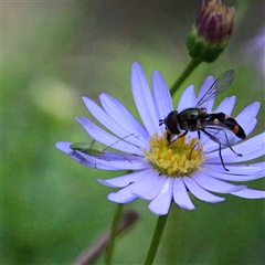 Melangyna viridiceps (Hover fly) at Mount Kembla, NSW - 20 Oct 2024 by BackyardHabitatProject