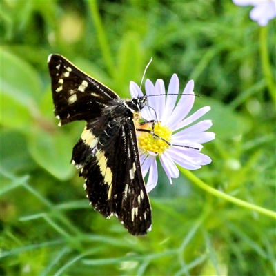 Cruria synopla (Forest Day-moth) at Mount Kembla, NSW - 20 Oct 2024 by BackyardHabitatProject