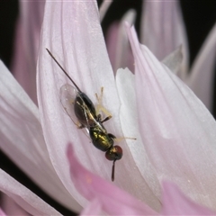 Torymidae (family) (Torymid wasp) at Acton, ACT - 16 Oct 2024 by kasiaaus