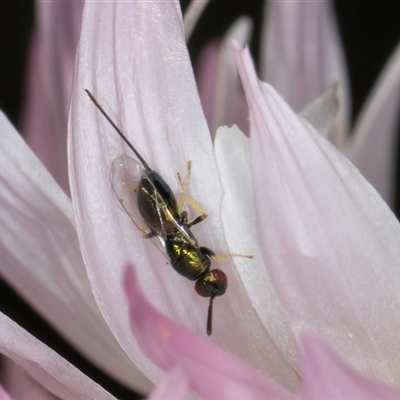 Torymidae (family) (Torymid wasp) at Acton, ACT - 16 Oct 2024 by kasiaaus