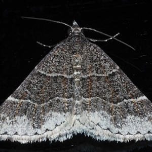 Dichromodes (genus) at Rosedale, NSW - 19 Oct 2024 08:39 PM
