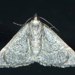 Dichromodes (genus) at Rosedale, NSW - 19 Oct 2024 08:39 PM