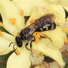 Lasioglossum (Chilalictus) sp. (genus & subgenus) (Halictid bee) at Acton, ACT - 15 Oct 2024 by kasiaaus