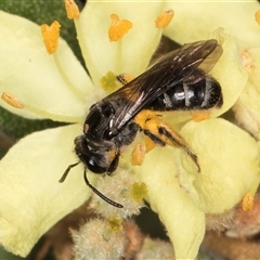 Lasioglossum (Chilalictus) sp. (genus & subgenus) at Acton, ACT - 16 Oct 2024 10:37 AM