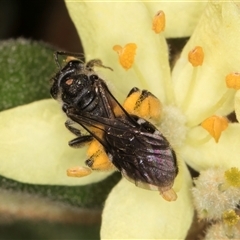 Lasioglossum (Chilalictus) sp. (genus & subgenus) at Acton, ACT - 16 Oct 2024