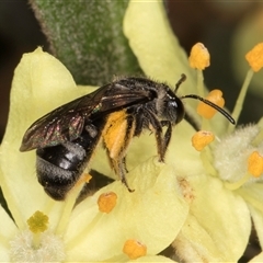 Lasioglossum (Chilalictus) sp. (genus & subgenus) at Acton, ACT - 16 Oct 2024