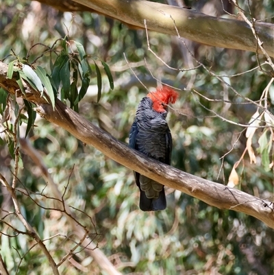 Callocephalon fimbriatum (Gang-gang Cockatoo) at Mongarlowe, NSW - 20 Oct 2024 by LisaH