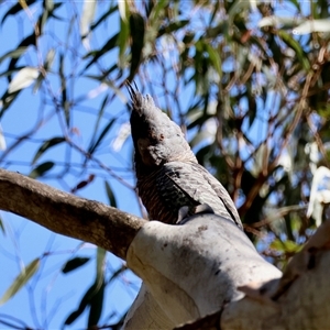 Callocephalon fimbriatum at Mongarlowe, NSW - 20 Oct 2024