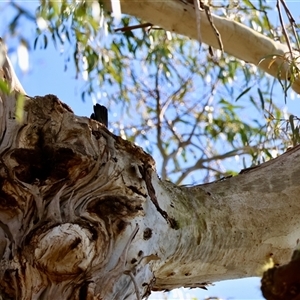 Callocephalon fimbriatum at Mongarlowe, NSW - 20 Oct 2024