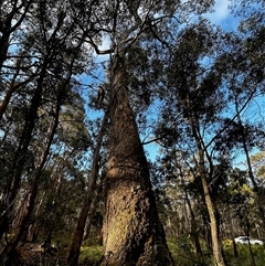 Callocephalon fimbriatum at Mongarlowe, NSW - 20 Oct 2024