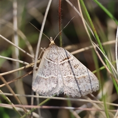 Antasia flavicapitata (Yellow-headed Heath Moth (Oenochrominae)) at Mongarlowe, NSW - 20 Oct 2024 by LisaH