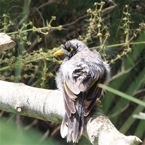 Manorina melanocephala at Mount Kembla, NSW - 20 Oct 2024