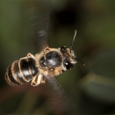 Trichocolletes sp. (genus) (Spring Bee) at Acton, ACT - 16 Oct 2024 by kasiaaus