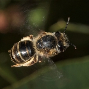 Trichocolletes sp. (genus) at Acton, ACT - 16 Oct 2024