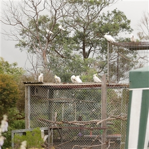 Cacatua galerita (Sulphur-crested Cockatoo) at Freshwater Creek, VIC by WendyEM