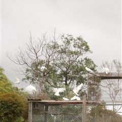 Cacatua galerita at Freshwater Creek, VIC - 4 Nov 2020 01:05 PM