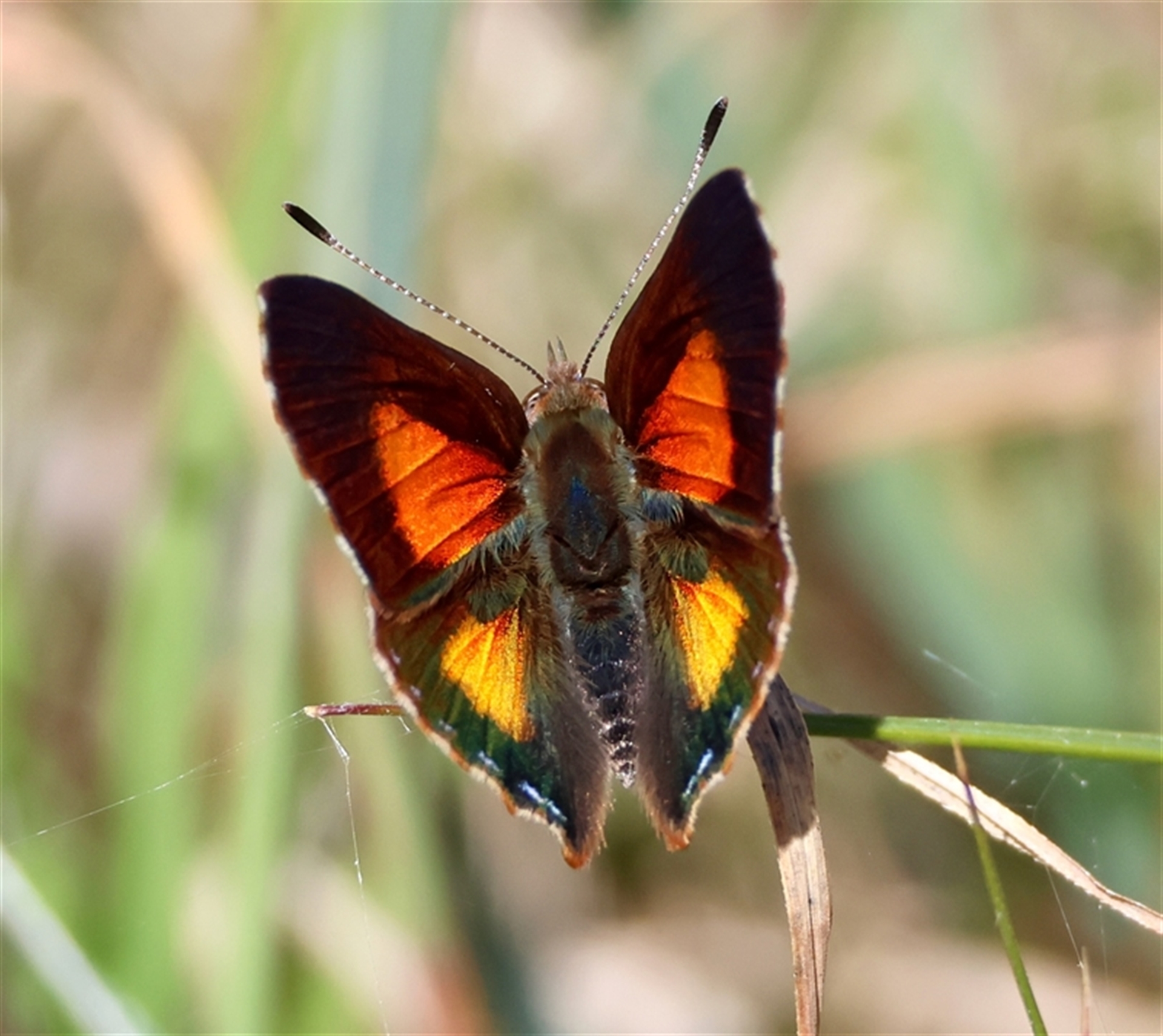Paralucia aurifera at Mongarlowe, NSW - suppressed