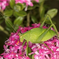 Caedicia simplex at Acton, ACT - 16 Oct 2024 11:04 AM