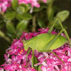 Caedicia simplex at Acton, ACT - 16 Oct 2024