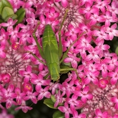 Caedicia simplex at Acton, ACT - 16 Oct 2024 11:04 AM