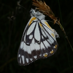 Belenois java (Caper White) at Freshwater Creek, VIC - 13 Nov 2020 by WendyEM