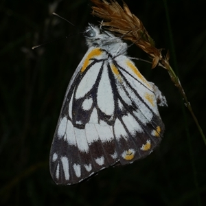 Belenois java at Freshwater Creek, VIC - 13 Nov 2020 06:50 PM