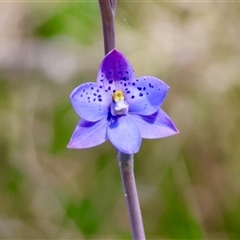 Thelymitra ixioides (Dotted Sun Orchid) at Mongarlowe, NSW - 20 Oct 2024 by LisaH