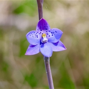 Thelymitra ixioides at Mongarlowe, NSW - suppressed