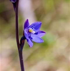 Thelymitra ixioides at Mongarlowe, NSW - suppressed