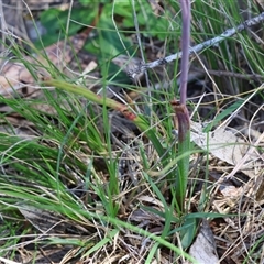 Thelymitra ixioides at Mongarlowe, NSW - suppressed