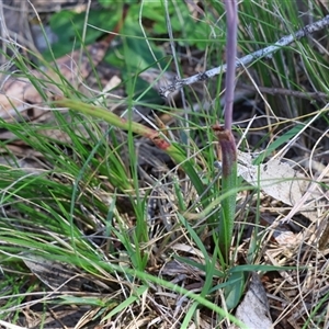 Thelymitra ixioides at Mongarlowe, NSW - suppressed