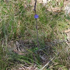 Thelymitra ixioides at Mongarlowe, NSW - suppressed