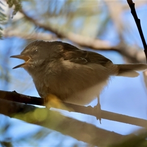 Sericornis frontalis at Mongarlowe, NSW - 20 Oct 2024