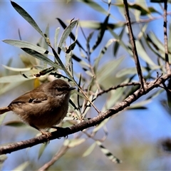 Sericornis frontalis at Mongarlowe, NSW - 20 Oct 2024