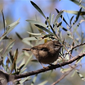 Sericornis frontalis at Mongarlowe, NSW - 20 Oct 2024