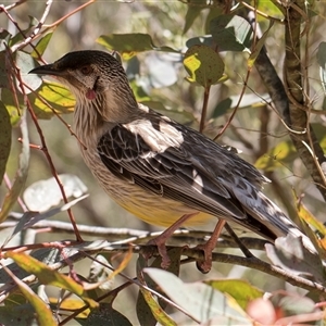 Anthochaera carunculata at Acton, ACT - 16 Oct 2024